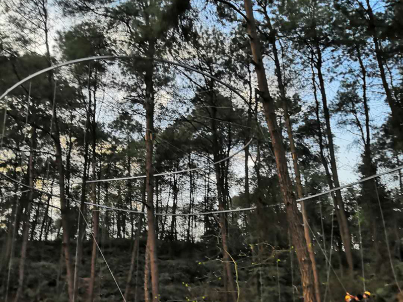 丛林飞梭