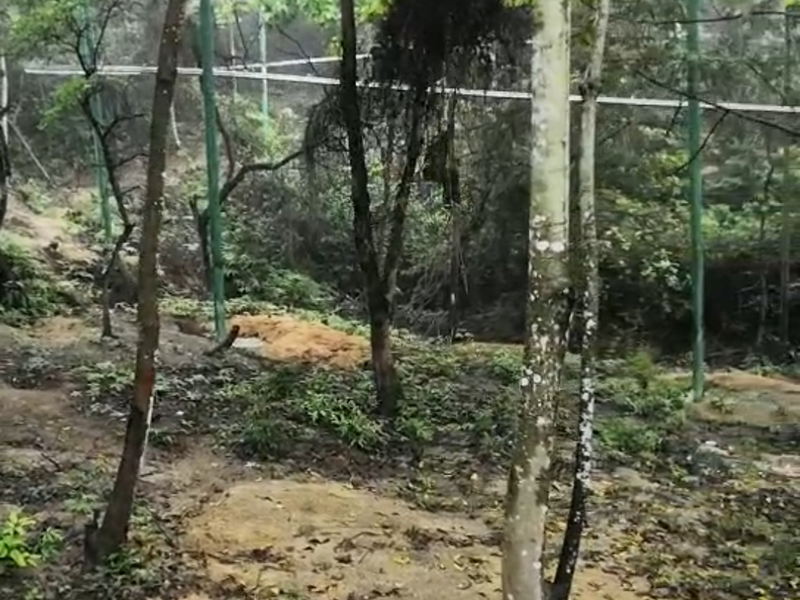 丛林飞梭